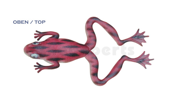 NF-02 Nature Frog 5" (ca. 11,5 cm) belly: white, back: redbrown-black stripes