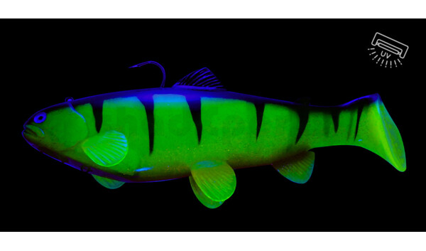 SBT25RPO Castaic-Swim-Bait-Trout - 10" (25cm) sinking im Hartschalenblister Reno Perch Orange